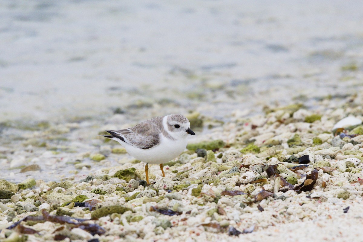 Flötenregenpfeifer - ML646904519