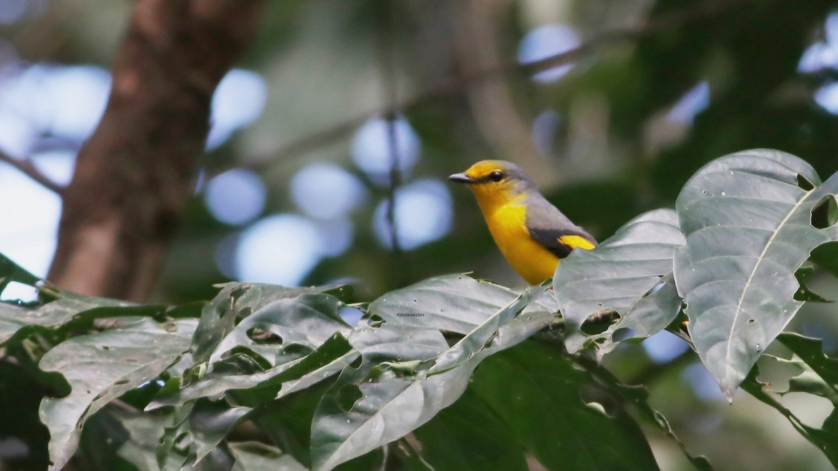 Scarlet Minivet - ML646904521