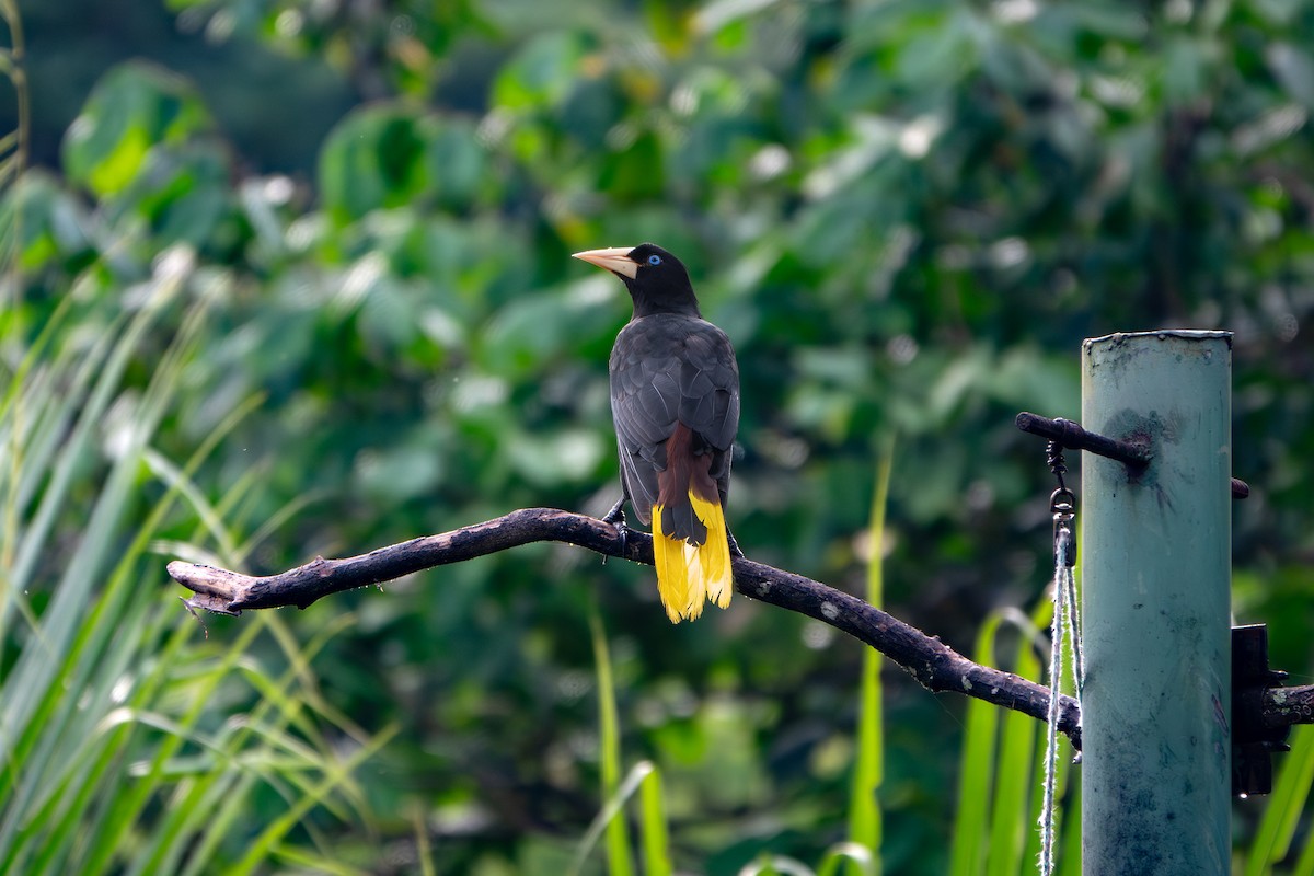 Chestnut-headed Oropendola - ML646904524
