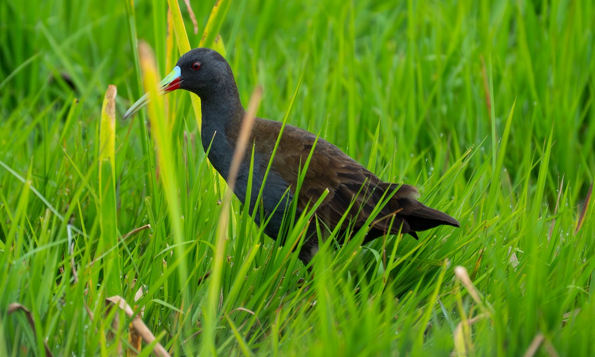Plumbeous Rail - ML646904525
