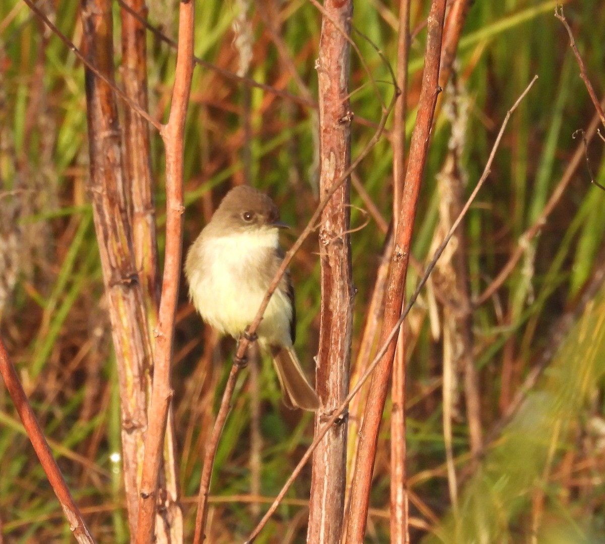 Eastern Phoebe - ML646904526