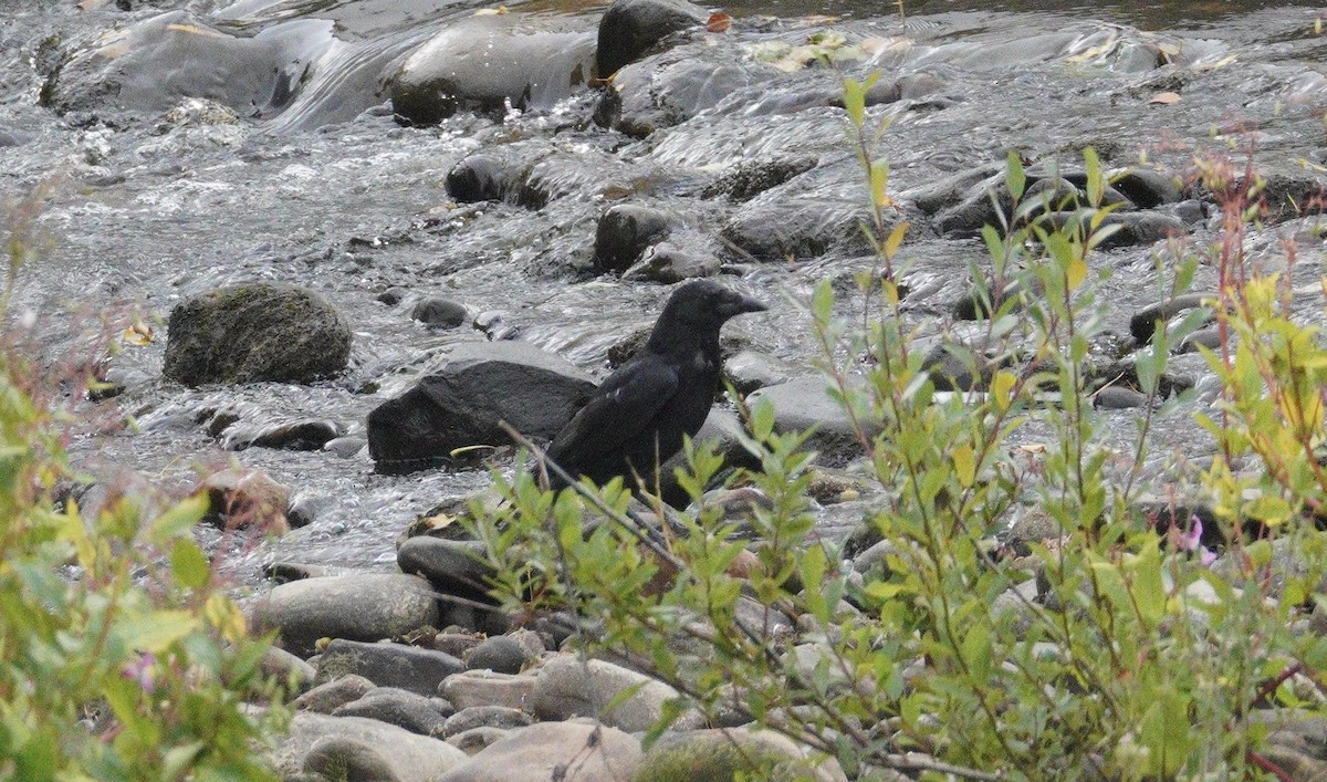 Carrion Crow - ML646904527