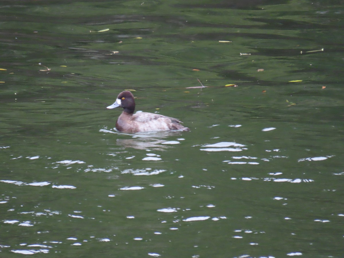 Lesser Scaup - ML646904532
