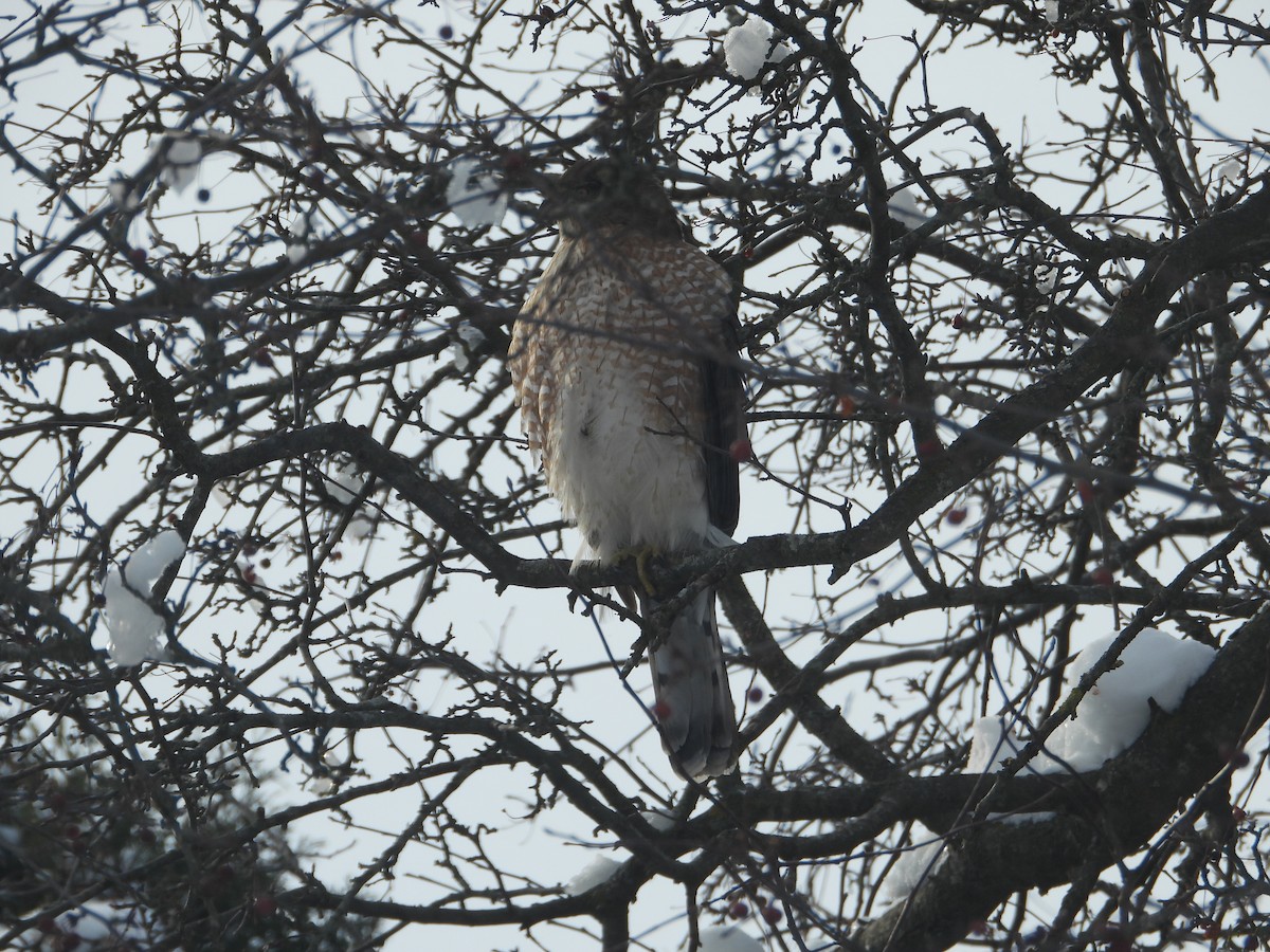 Cooper's Hawk - ML646904534