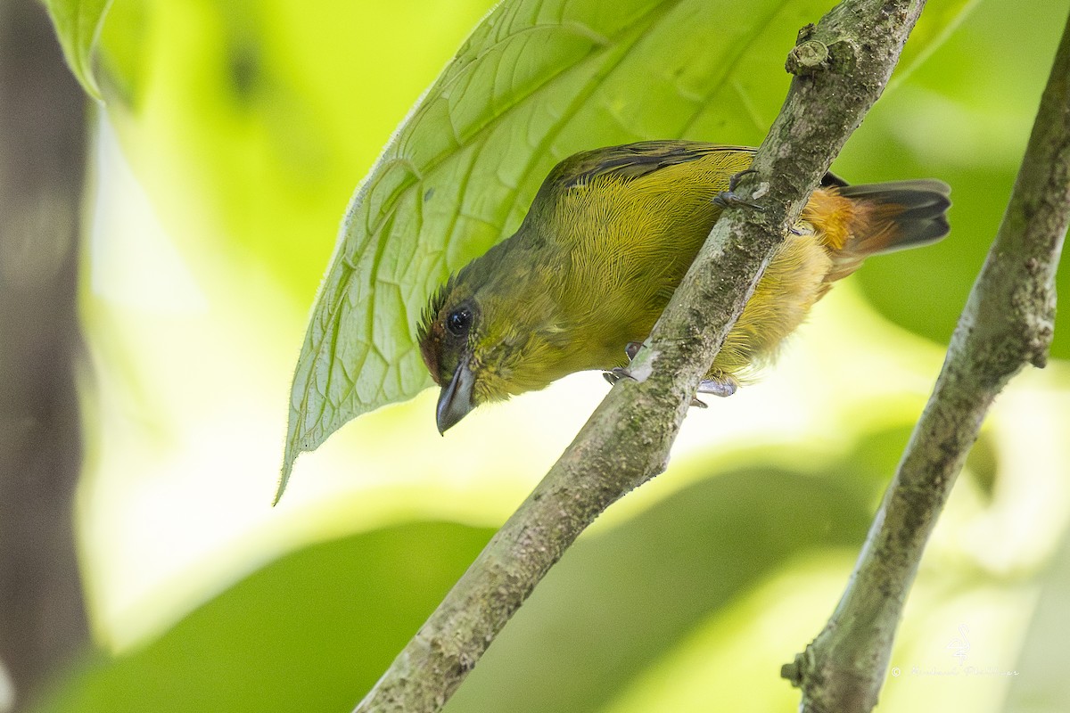 Olive-backed Euphonia - ML646904535