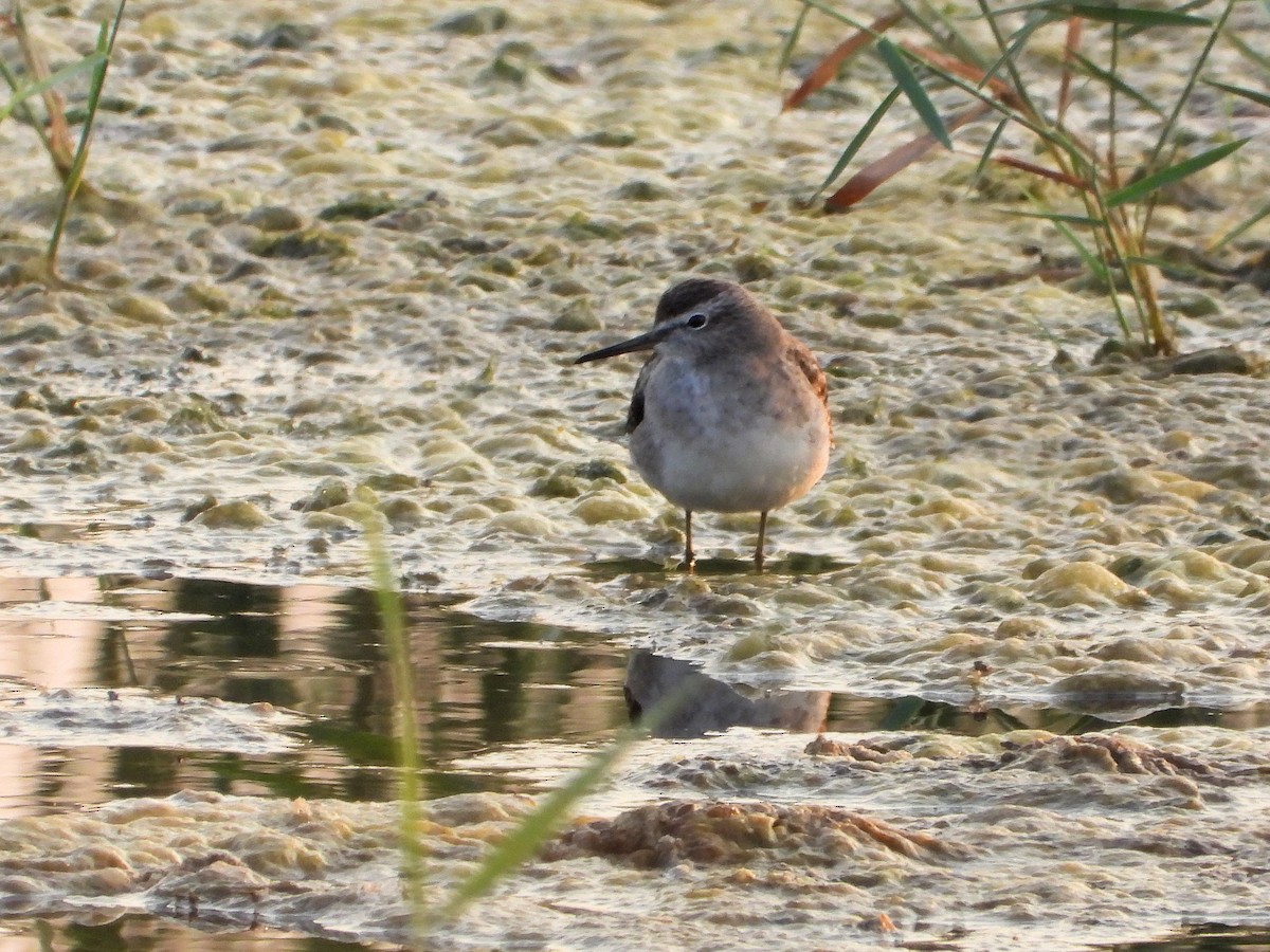Wood Sandpiper - ML646904536