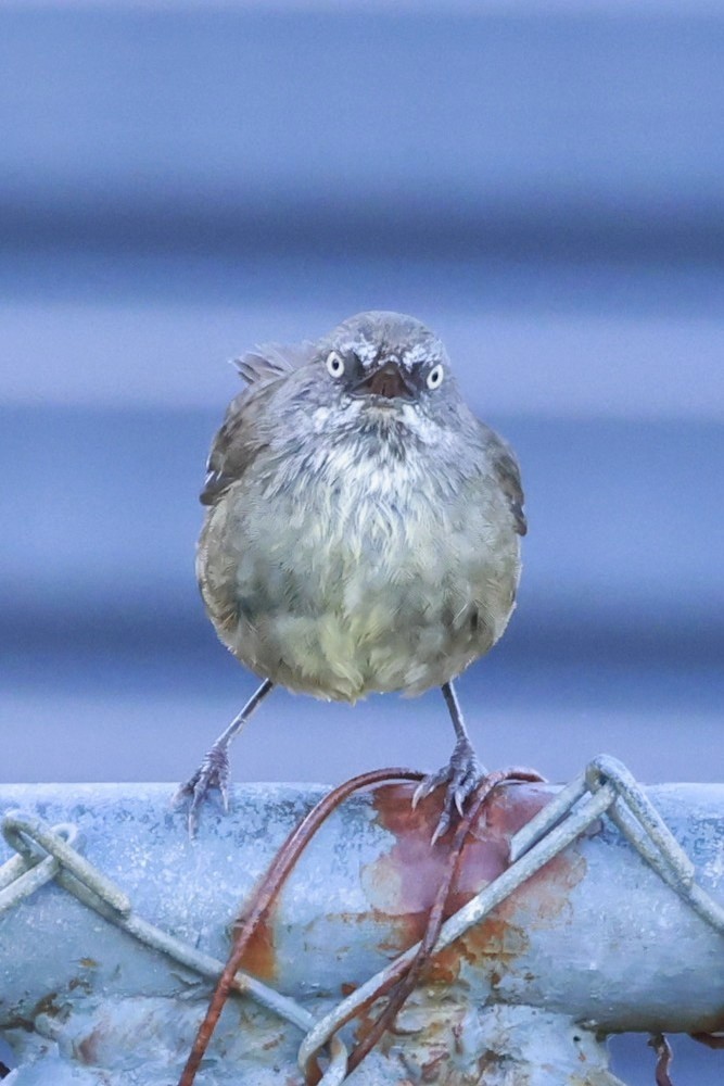 Tasmanian Scrubwren - ML646904537