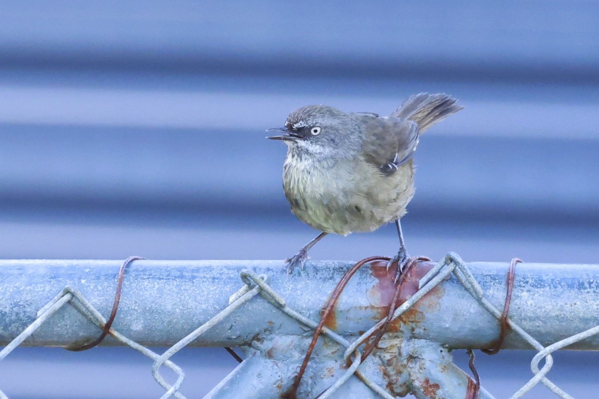 Tasmanian Scrubwren - ML646904538