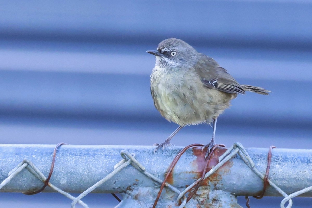 Tasmanian Scrubwren - ML646904539