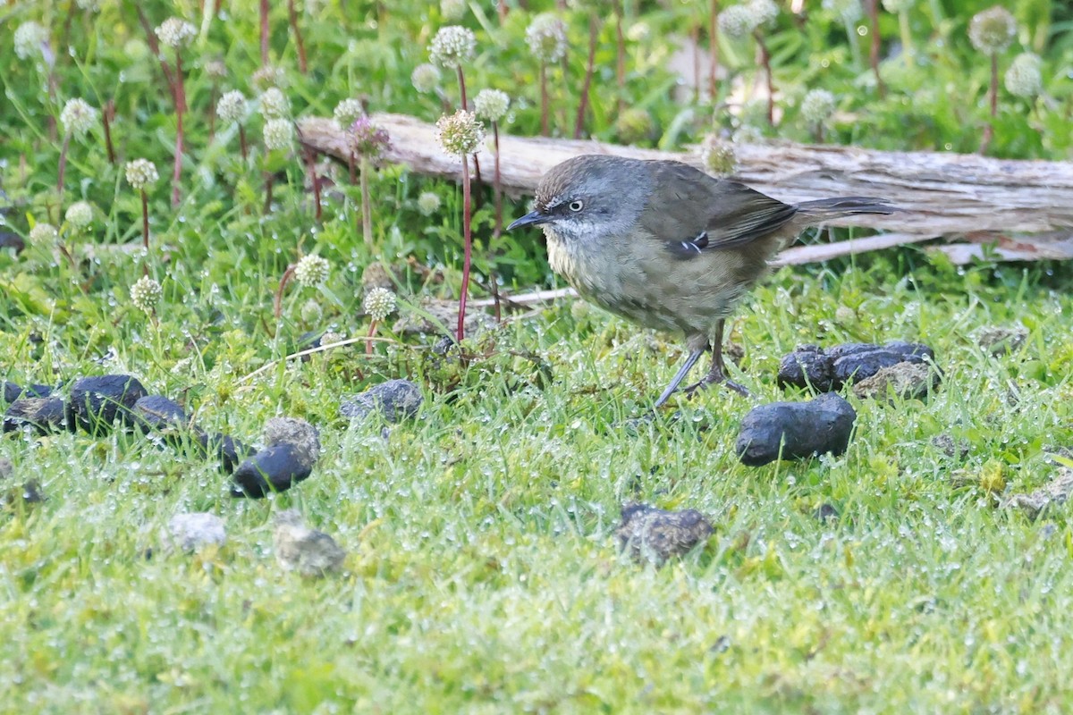 Tasmanian Scrubwren - ML646904540