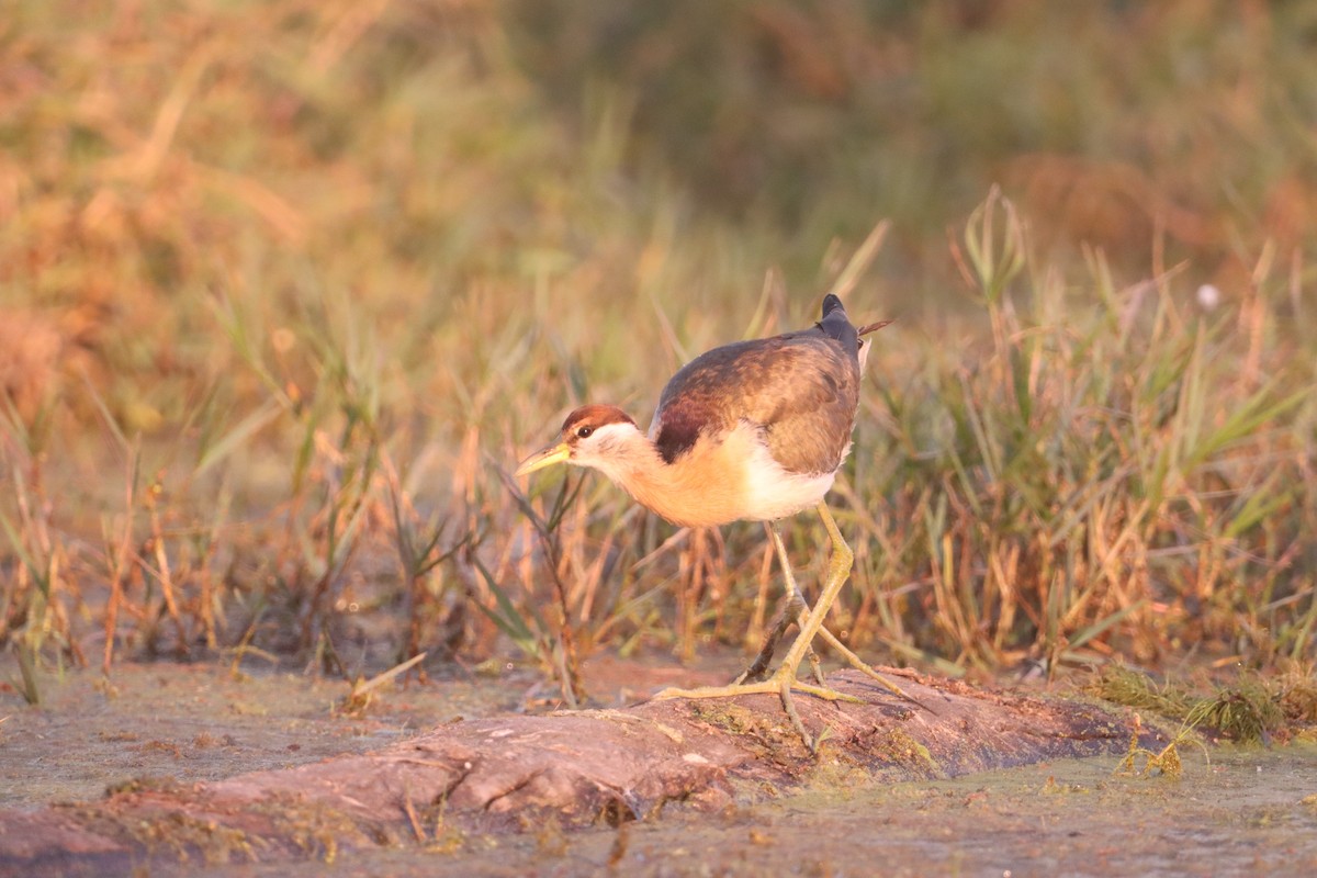 Bronze-winged Jacana - ML646904542
