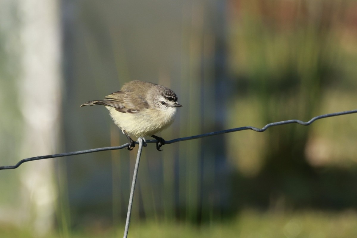 Yellow-rumped Thornbill - ML646904544
