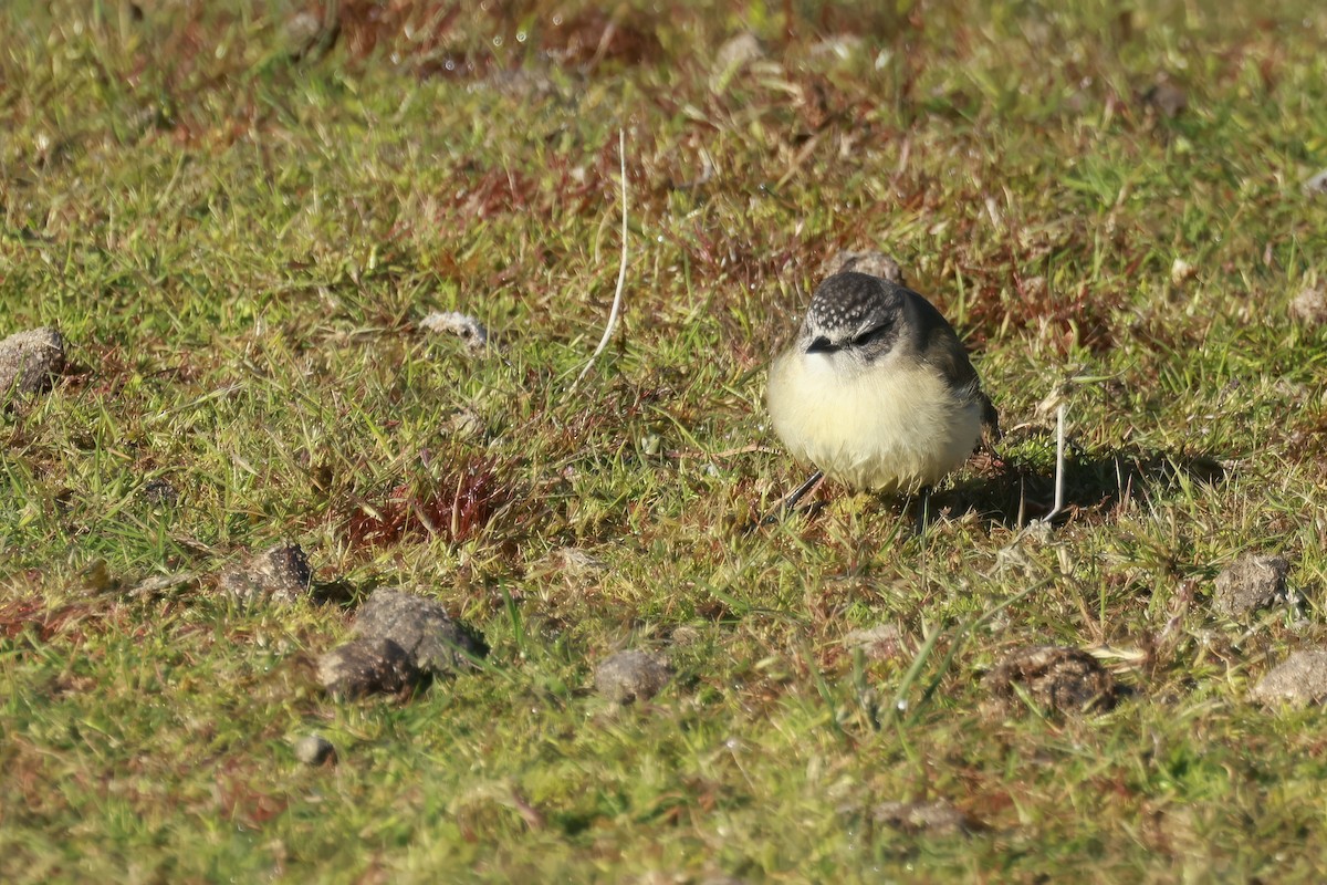 Yellow-rumped Thornbill - ML646904545