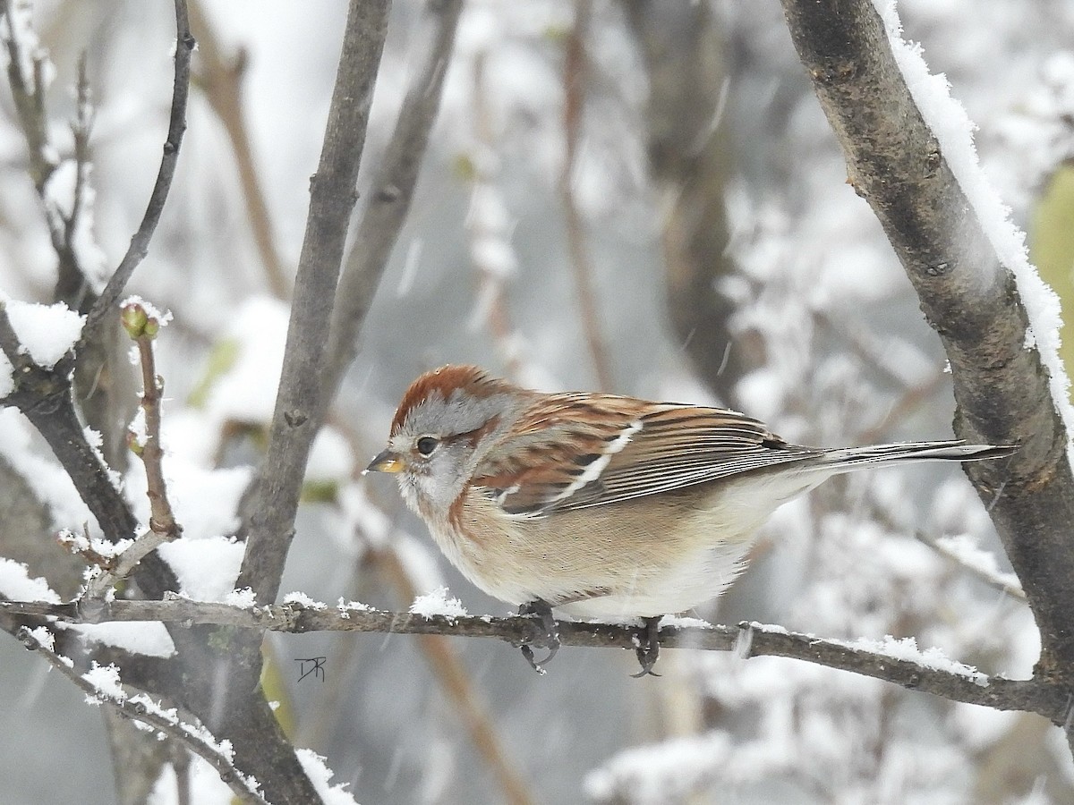 American Tree Sparrow - ML646904547