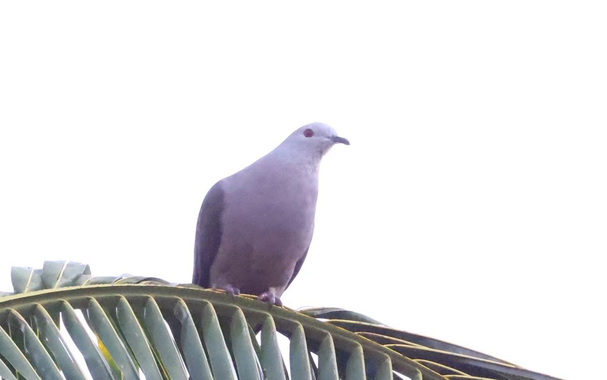 Barking Imperial-Pigeon - ML646904548
