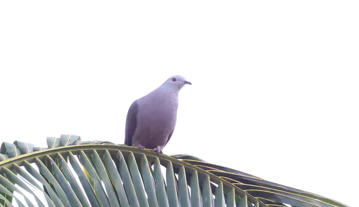 Barking Imperial-Pigeon - ML646904549