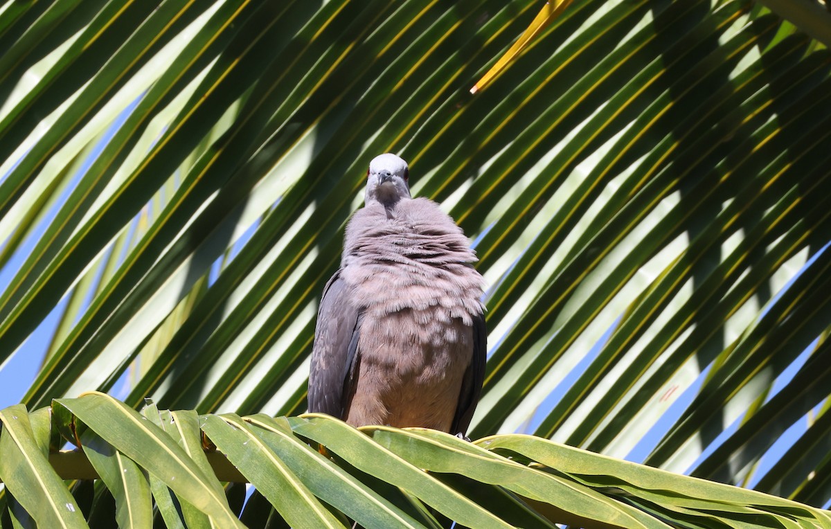 Barking Imperial-Pigeon - ML646904550