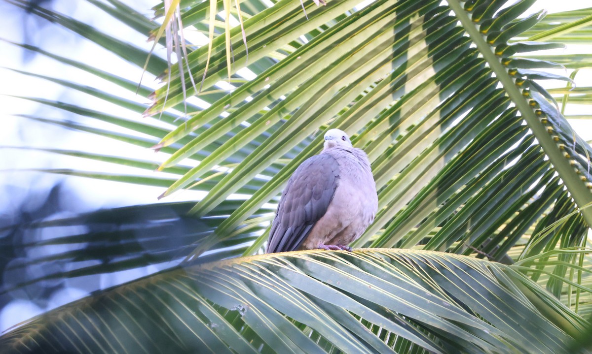 Barking Imperial-Pigeon - ML646904551