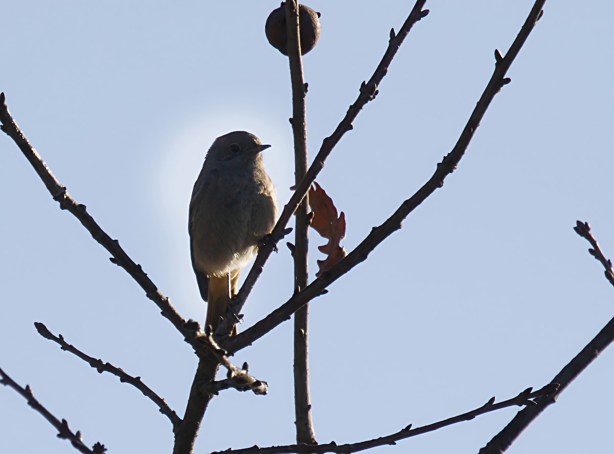 Black Redstart - ML646904552