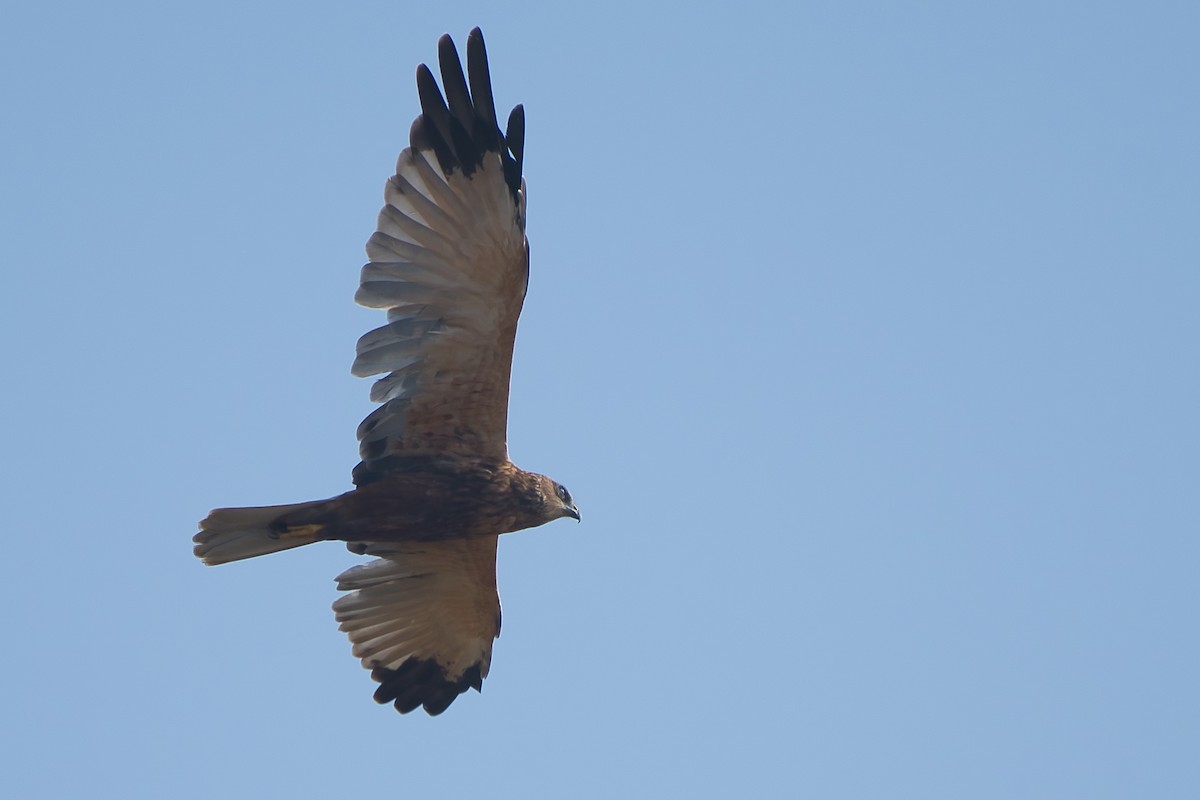 Western Marsh Harrier - ML646904553
