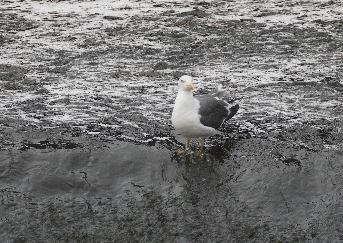 Lesser Black-backed Gull - ML646904554