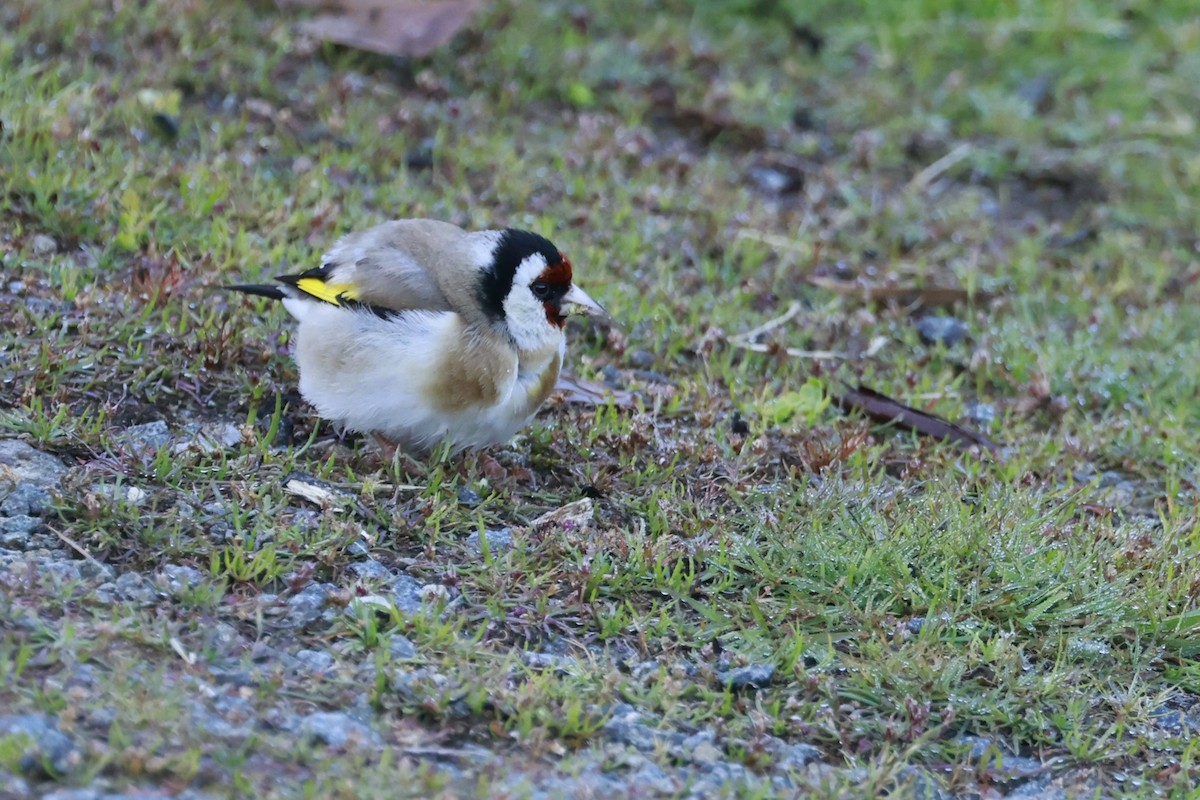 ゴシキヒワ - ML646904555