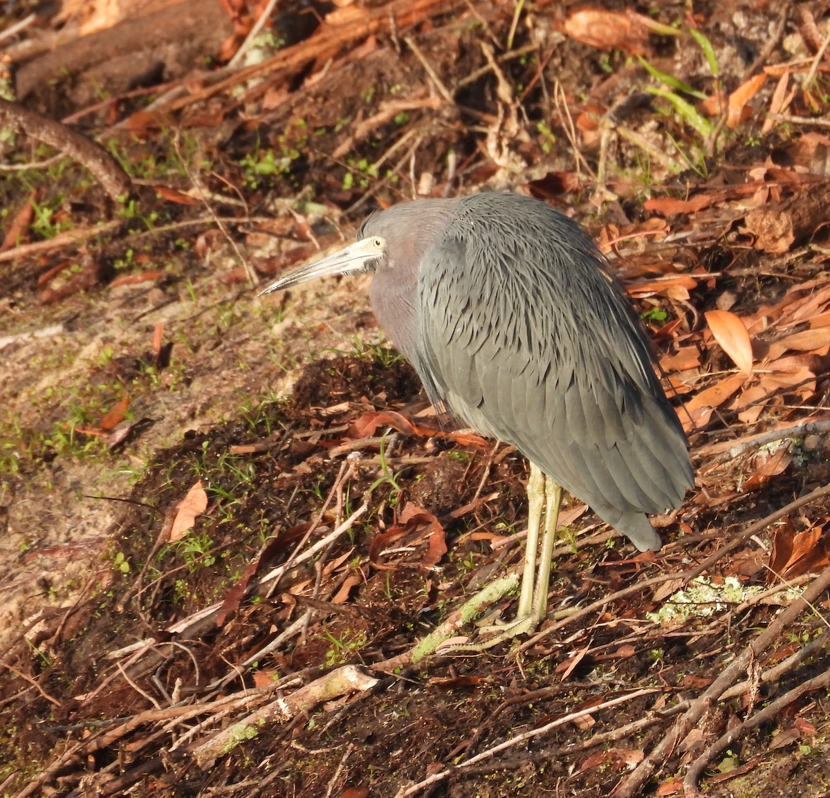 Little Blue Heron - ML646904556