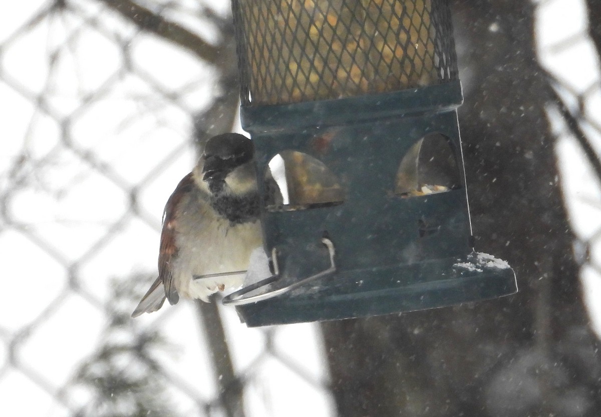 House Sparrow - ML646904558