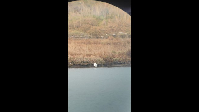 Little Egret - ML646904560
