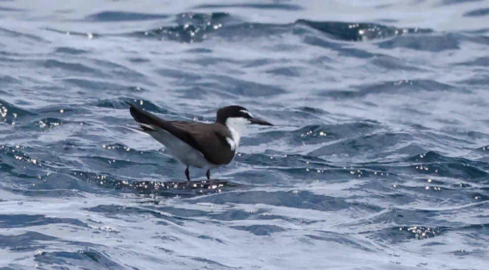 Bridled Tern - ML646904566