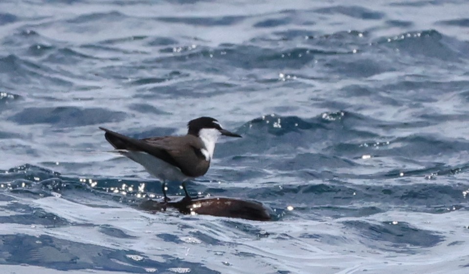 Bridled Tern - ML646904567