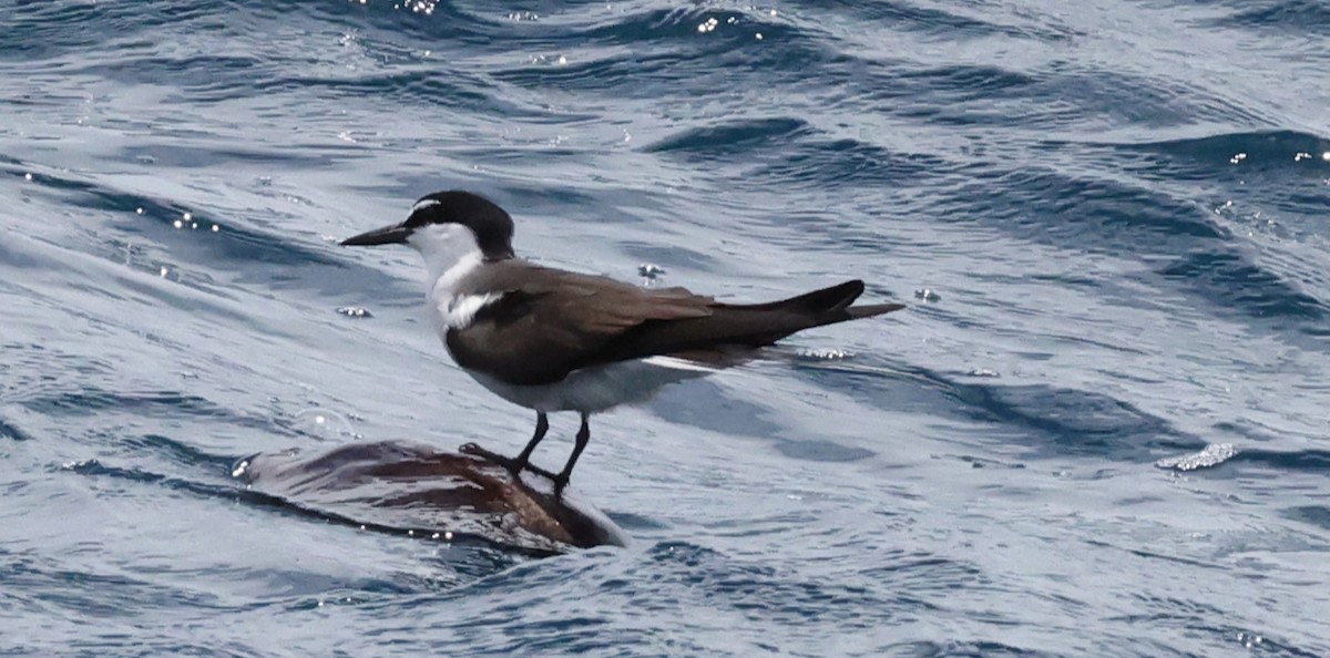 Bridled Tern - ML646904568