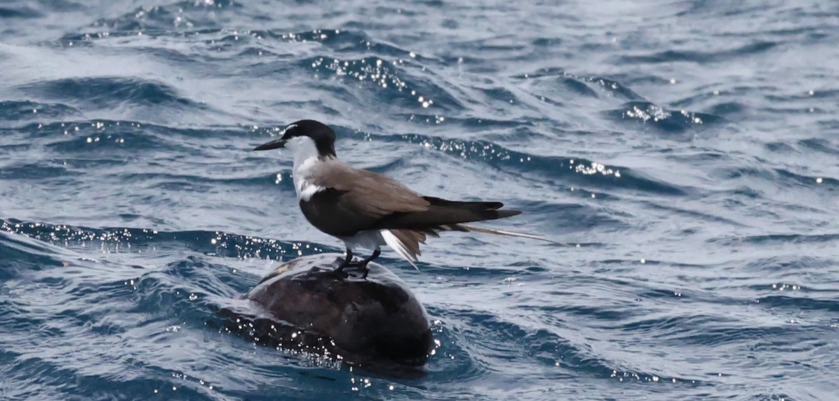 Bridled Tern - ML646904569