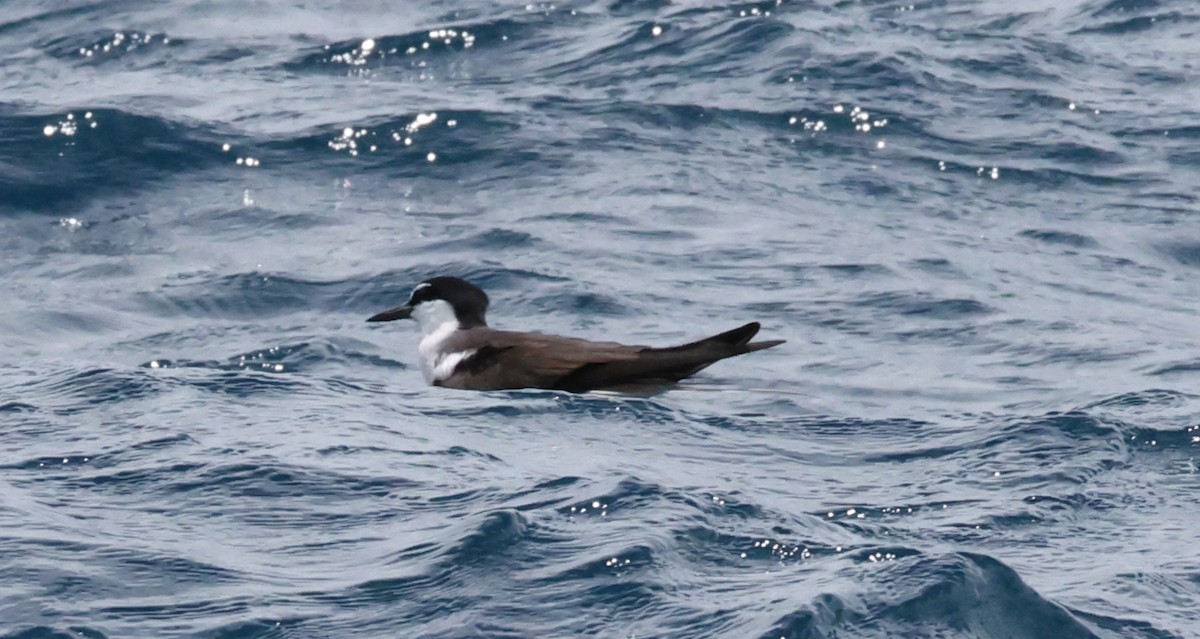 Bridled Tern - ML646904570