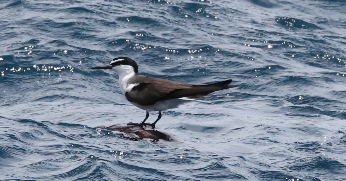 Bridled Tern - ML646904571