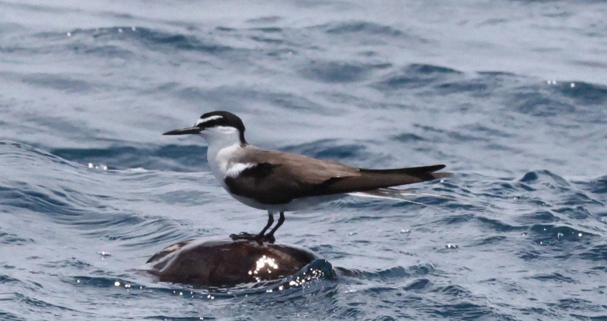 Bridled Tern - ML646904572