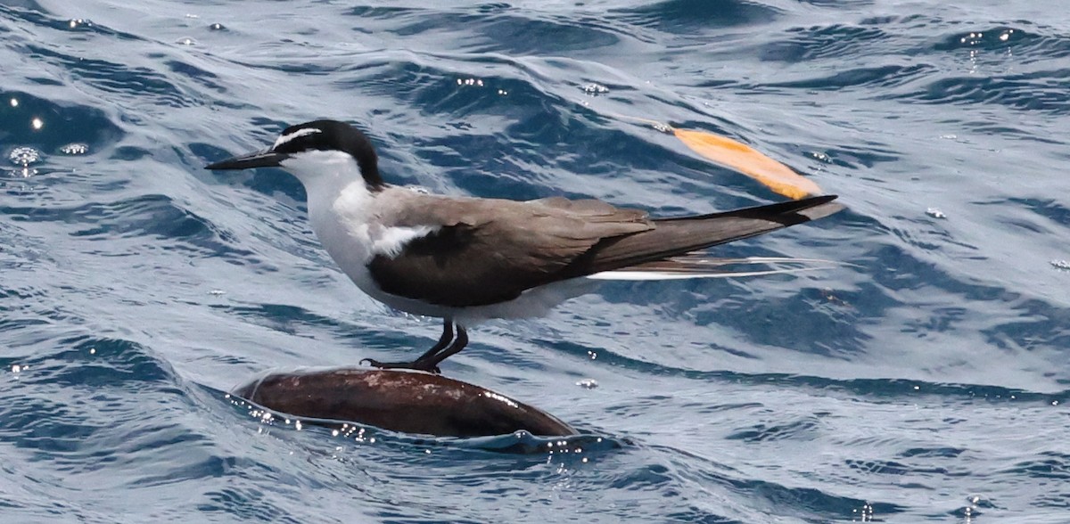 Bridled Tern - ML646904573