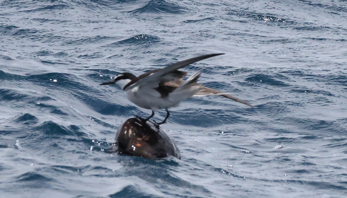 Bridled Tern - ML646904574