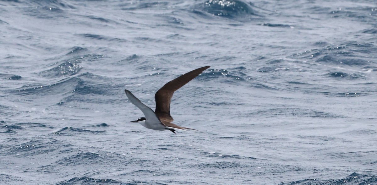 Bridled Tern - ML646904575