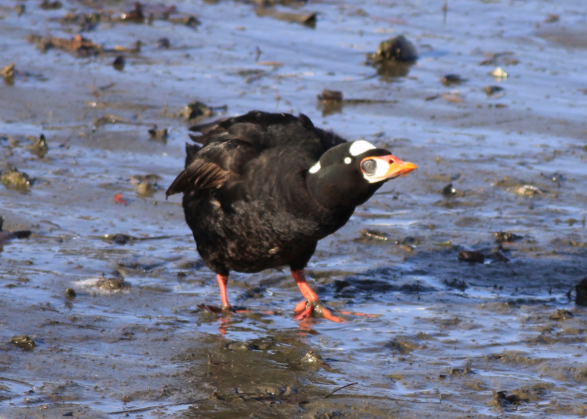 Ahatebeltz kopetazuria - ML646904576