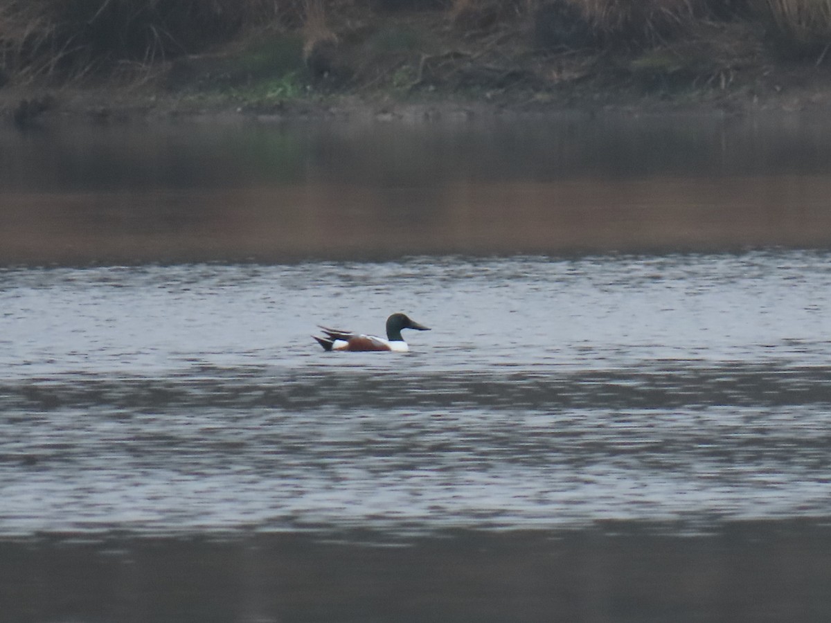 ハシビロガモ - ML646904590