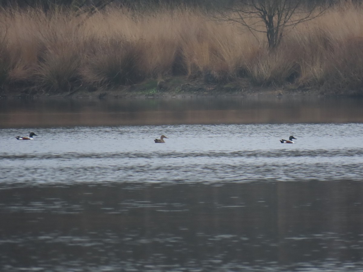 ハシビロガモ - ML646904591