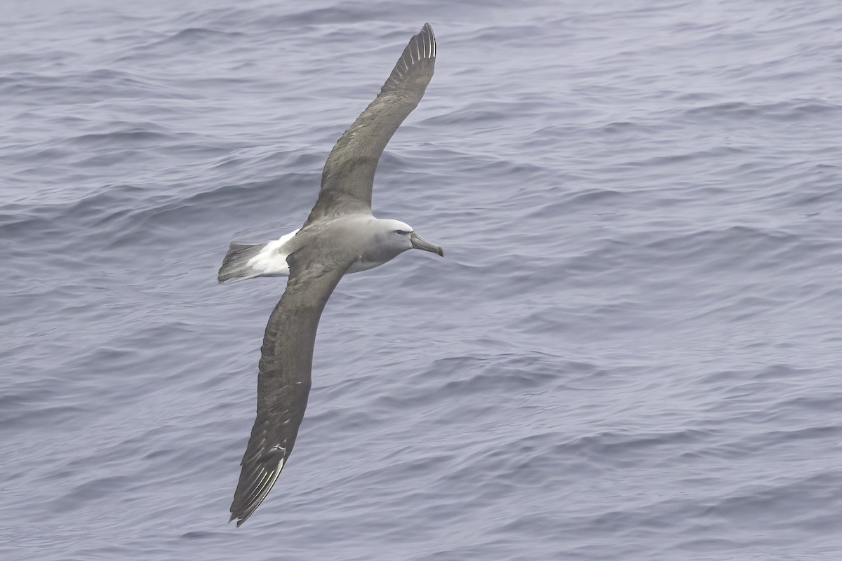 サルビンアホウドリ - ML646904594