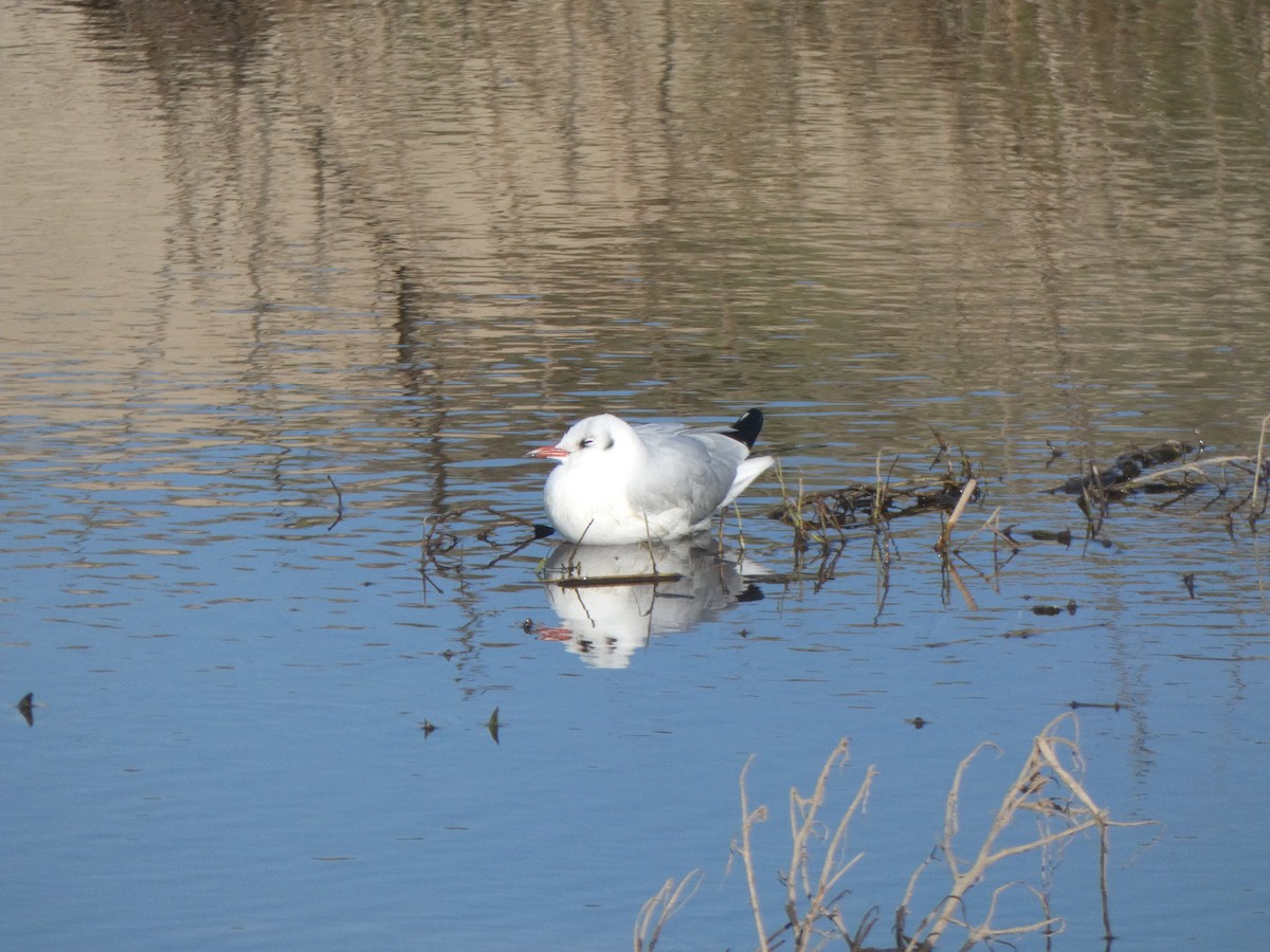 Black-headed Gull - ML646904596
