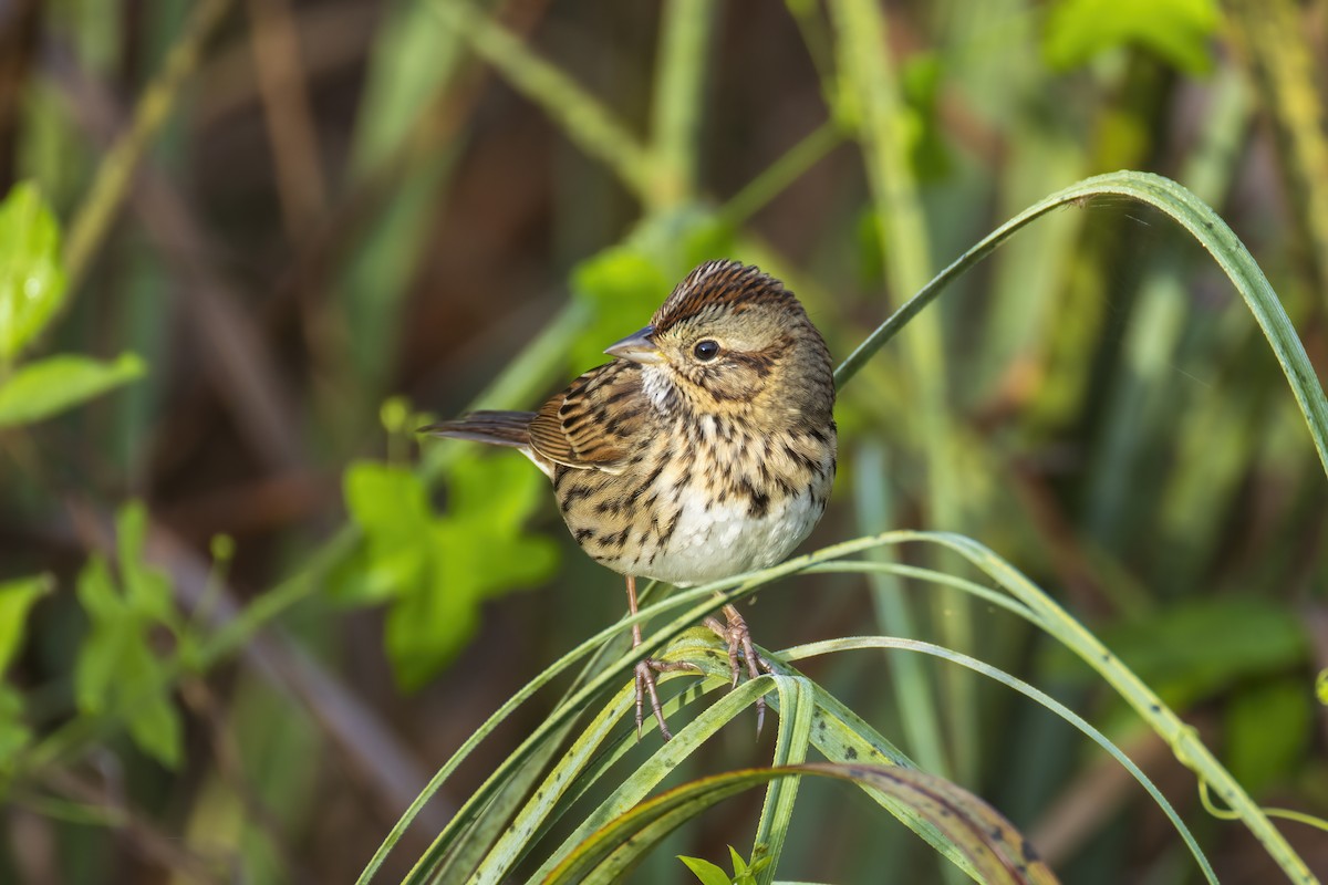 Lincoln's Sparrow - ML646904598