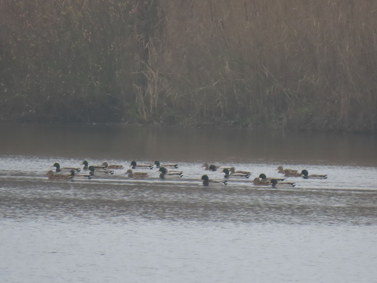 マガモ - ML646904599