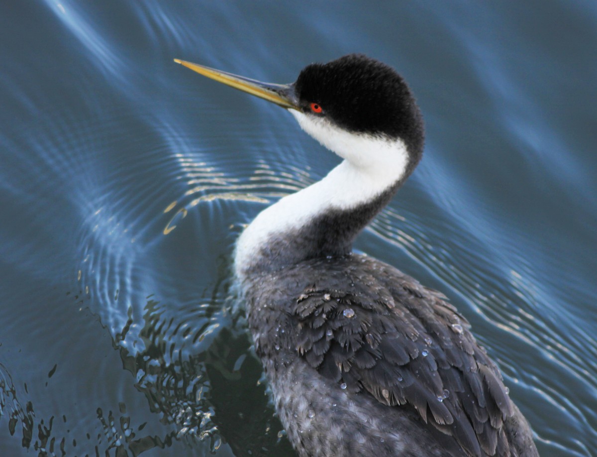 Murgil mendebaldarra - ML646904604