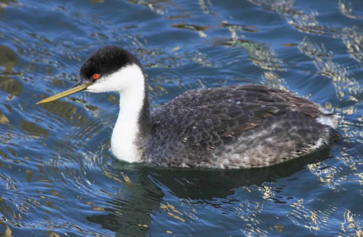 Murgil mendebaldarra - ML646904605