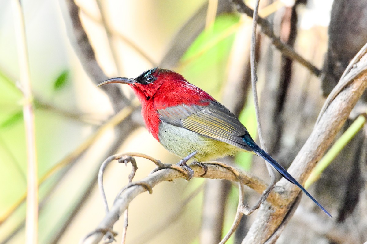 Crimson Sunbird - ML646904606