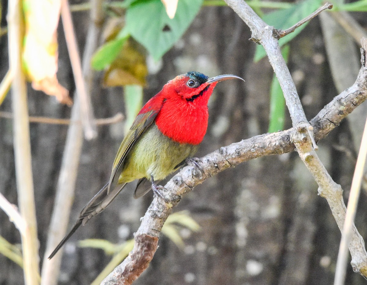 Crimson Sunbird - ML646904607
